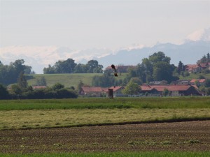 Auf diesem Gelände brüten mindestens drei Kiebitz-Paare.